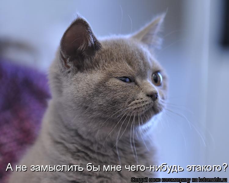 Котоматрица: А не замыслить бы мне чего-нибудь этакого?