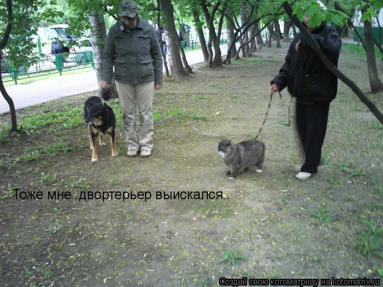 Котоматрица: Тоже мне..двортерьер выискался..