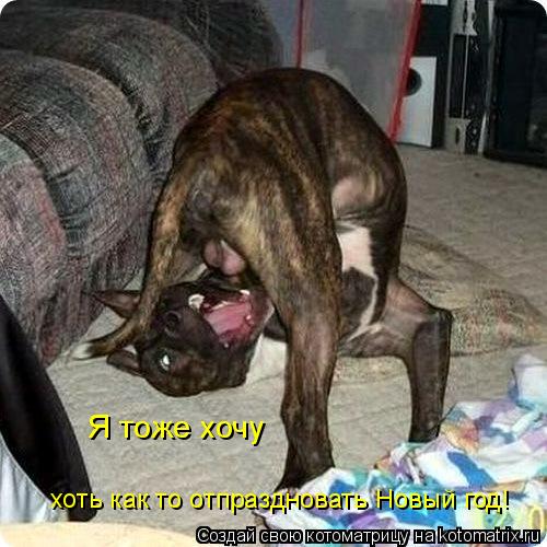 Котоматрица: Я тоже хочу  хоть как то отпраздновать Новый год!