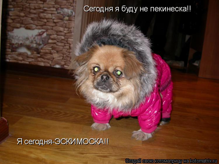 Котоматрица: Сегодня я буду не пекинеска!! Я сегодня-ЭСКИМОСКА!!