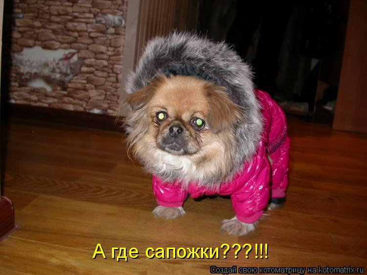 Котоматрица: А где сапожки???!!!