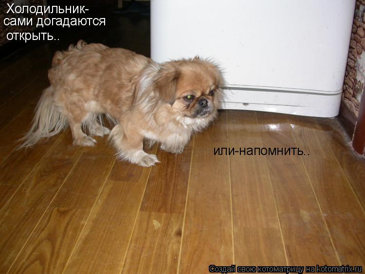 Котоматрица: Холодильник- сами догадаются открыть.. или-напомнить..
