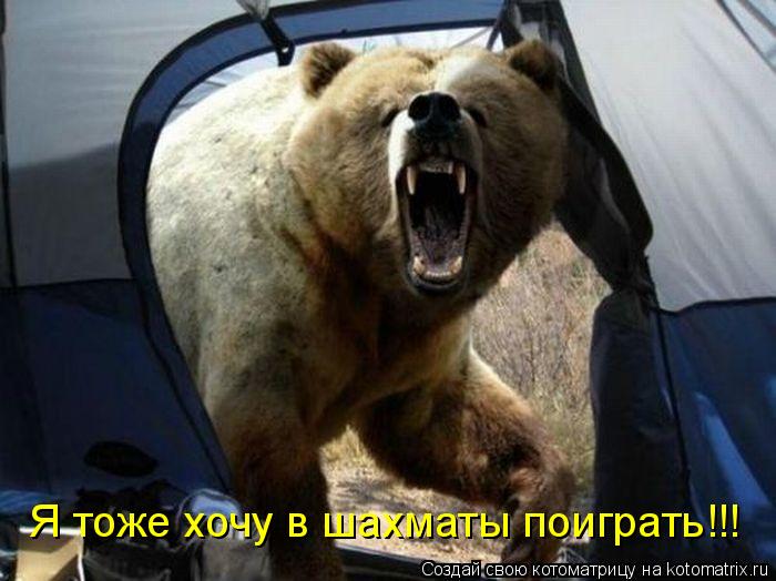 Котоматрица: Я тоже хочу в шахматы поиграть!!!