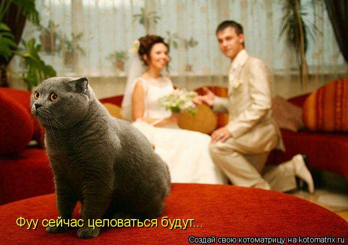 Котоматрица: Фуу сейчас целоваться будут...