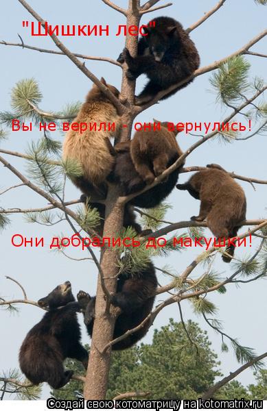 Котоматрица: "Шишкин лес" Они добрались до макушки!  Вы не верили - они вернулись!