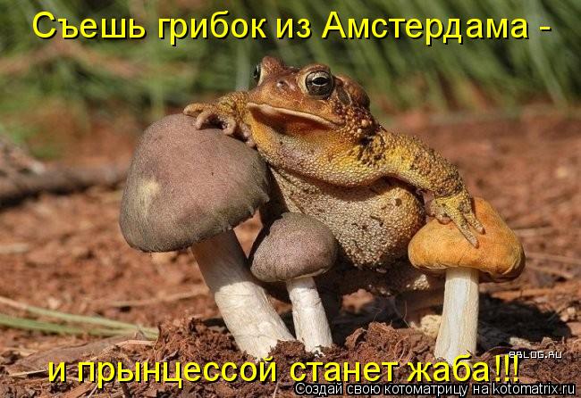 Котоматрица: и прынцессой станет жаба!!! Съешь грибок из Амстердама -