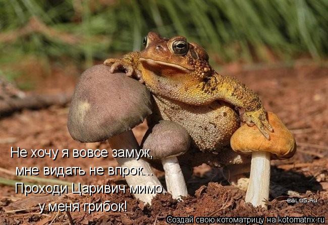 Котоматрица: Не хочу я вовсе замуж, мне видать не впрок... Проходи Царивич мимо, у меня грибок!