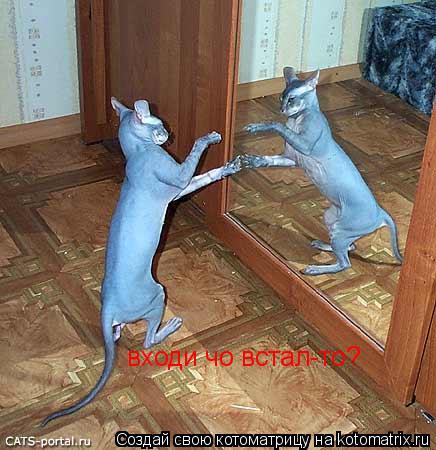 Котоматрица: входи чо встал-то?