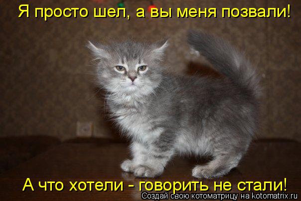 Котоматрица: Я просто шел, а вы меня позвали! А что хотели - говорить не стали!