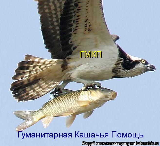 Котоматрица: ГМКП Гуманитарная Кашачья Помощь