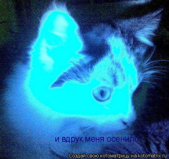 Котоматрица: и вдрук меня осенило...