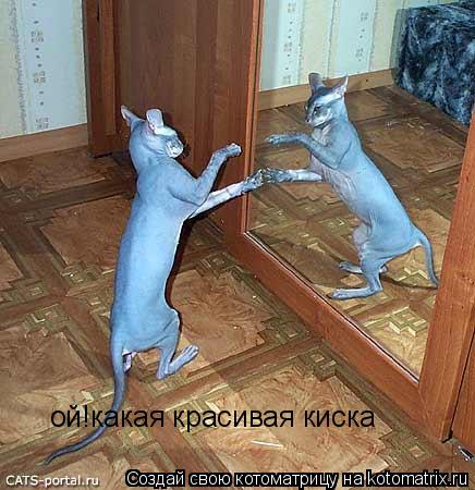 ой!какая красивая киска... Котоматрица: ой!какая красивая киска