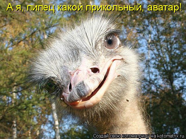 А я, пипец какой прикольный, аватар!... Котоматрица: А я, пипец какой прикольный, аватар!