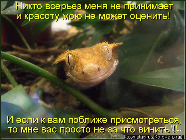 И если к вам поближе присмотреться, то мне вас просто не за что винить!!! Никто всерьез меня не прини... Котоматрица: И если к вам поближе присмотреться, то мне вас просто не за что винить!!! Никто всерьез меня не принимает и красоту мою не может оценить!