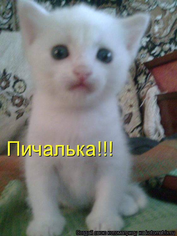 Пичалька!!!... Котоматрица: Пичалька!!!