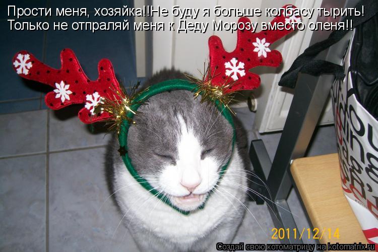 Прости меня, хозяйка!!Не буду я больше колбасу тырить! Только не отпраляй меня к Деду Морозу вместо о... Котоматрица: Прости меня, хозяйка!!Не буду я больше колбасу тырить! Только не отпраляй меня к Деду Морозу вместо оленя!!