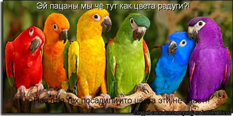 Эй пацаны мы чё тут как цвета радуги?! Нас для тех посадили кто цвета эти не знает!!... Котоматрица: Эй пацаны мы чё тут как цвета радуги?! Нас для тех посадили кто цвета эти не знает!!