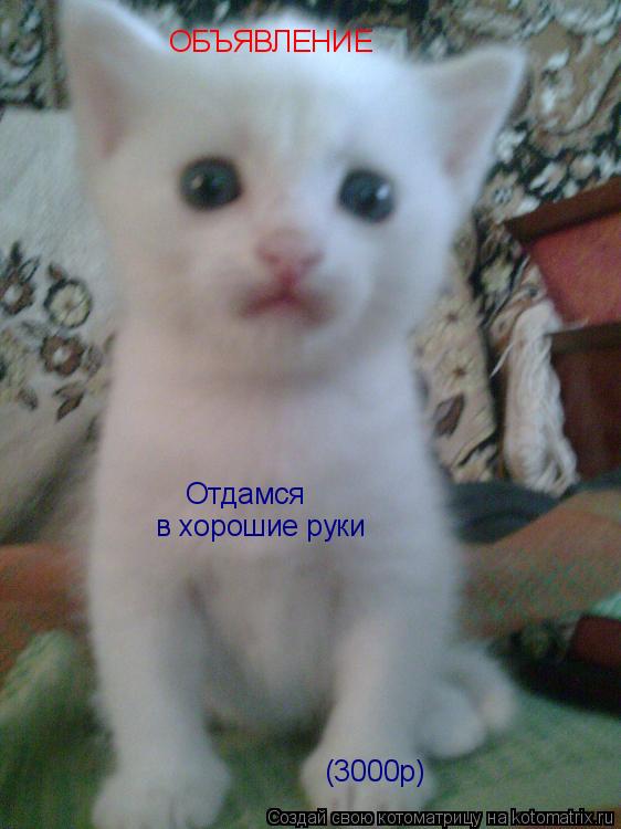 ОБЪЯВЛЕНИЕ Отдамся в хорошие руки (3000р)... Котоматрица: ОБЪЯВЛЕНИЕ Отдамся в хорошие руки (3000р)