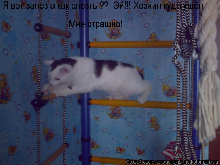 Я вот залез а как слезть ?? Эй!!! Хозяин куда ушёл Мне страшно!... Котоматрица: Я вот залез а как слезть ?? Эй!!! Хозяин куда ушёл Мне страшно!