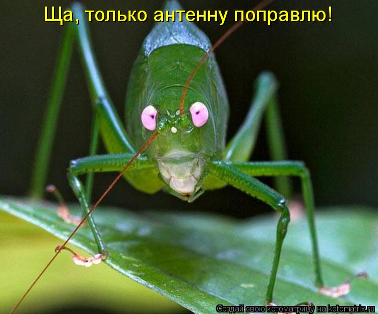 Ща, только антенну поправлю!... Котоматрица: Ща, только антенну поправлю!