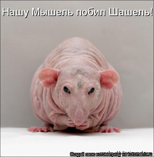 Нашу Мышель побил Шашель!... Котоматрица: Нашу Мышель побил Шашель!