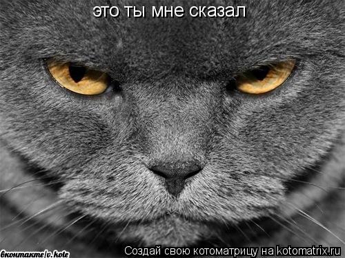это ты мне сказал... Котоматрица: это ты мне сказал