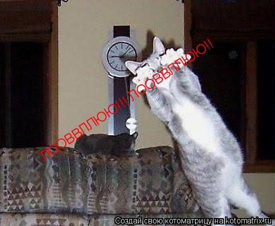 Котоматрица: ЛООВВЛЛЮЮ!!! ЛООВВЛЛЮЮ!!