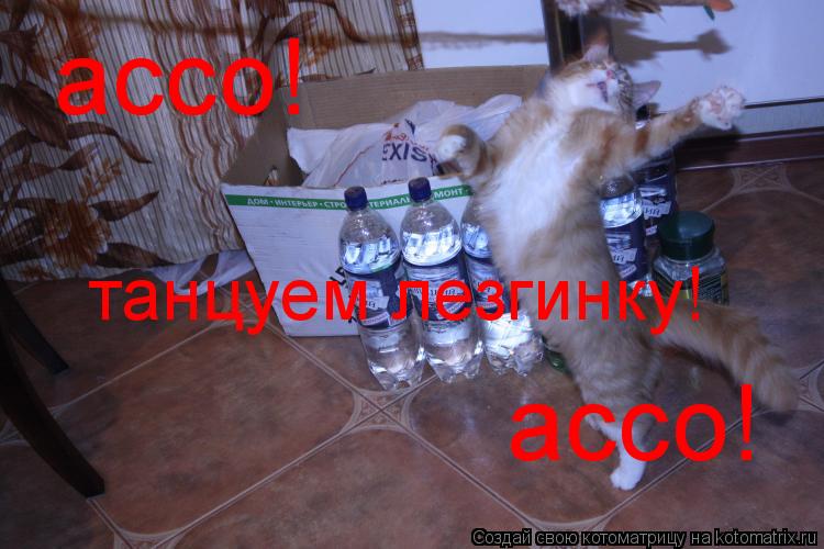 Котоматрица: ассо! ассо! танцуем лезгинку!