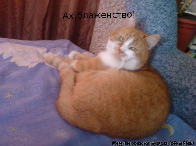 Котоматрица: Ах,блаженство!