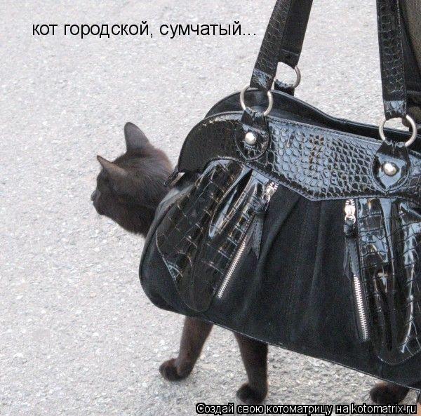 Котоматрица: кот городской, сумчатый...