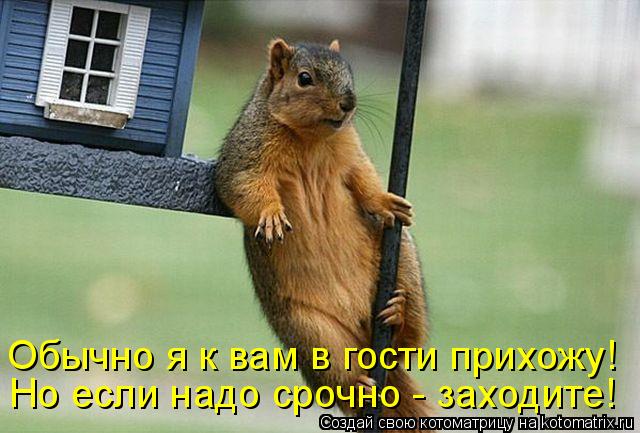 Котоматрица: Но если надо срочно - заходите! Обычно я к вам в гости прихожу!