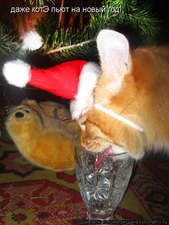 Котоматрица: даже котЭ пьют на новый год!