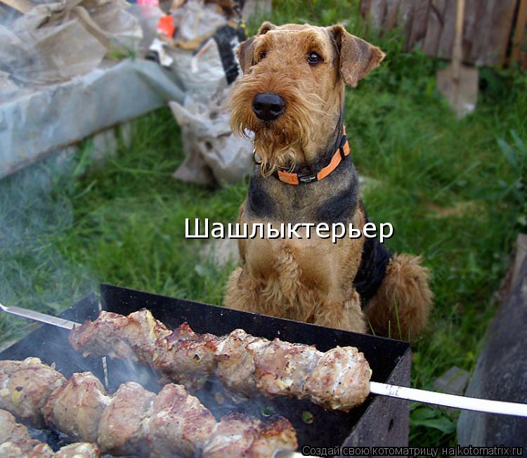 Котоматрица: Шашлыктерьер