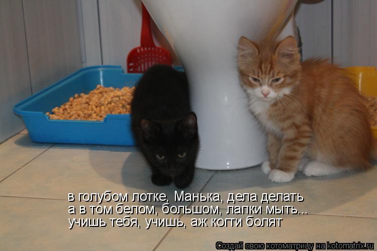 Котоматрица: в голубом лотке, Манька, дела делать а в том белом, большом, лапки мыть... учишь тебя, учишь, аж когти болят
