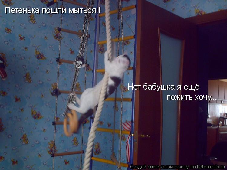 Котоматрица: Петенька пошли мыться!! Нет бабушка я ещё пожить хочу...