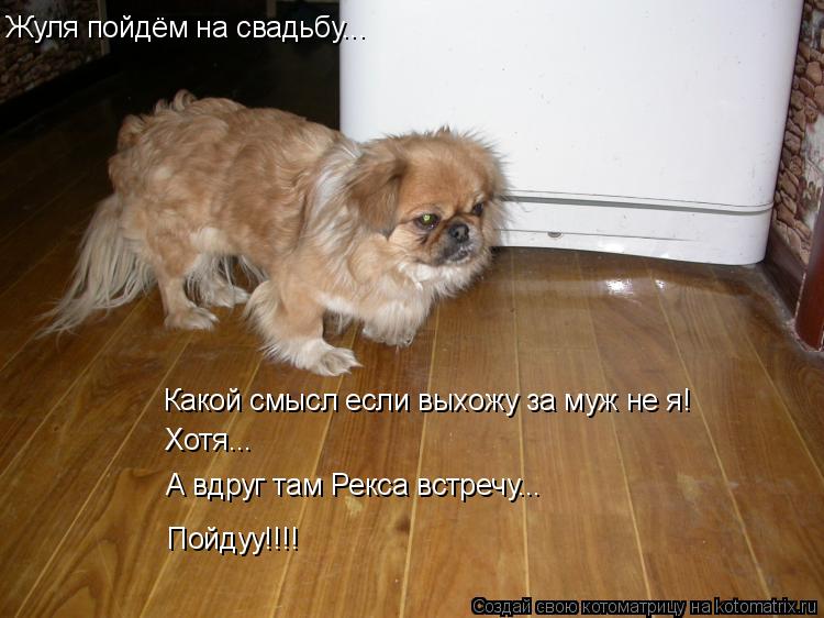 Котоматрица: Жуля пойдём на свадьбу... Какой смысл если выхожу за муж не я! Хотя... А вдруг там Рекса встречу... Пойдуу!!!!