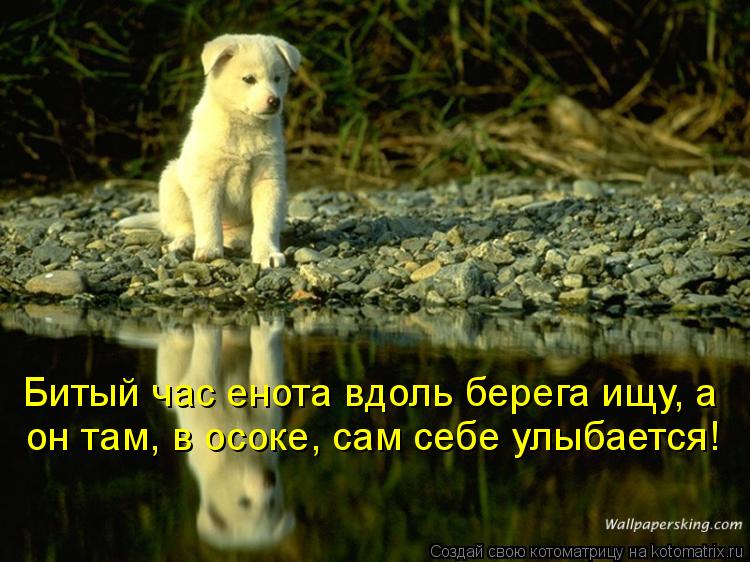 Котоматрица: он там, в осоке, сам себе улыбается! Битый час енота вдоль берега ищу, а