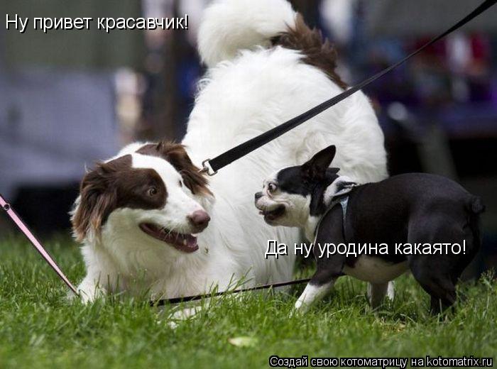 Котоматрица: Ну привет красавчик! Да ну уродина какаято!