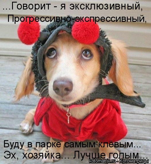 Котоматрица: Буду в парке самым клёвым... Эх, хозяйка... Лучше голым... ...Говорит - я эксклюзивный, Прогрессивно-экспрессивный,