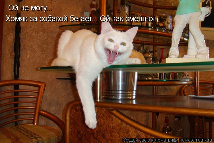 Котоматрица: Ой не могу... Хомяк за собакой бегает... Ой как смешно!