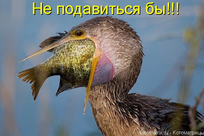 Котоматрица: Не подавиться бы!!!