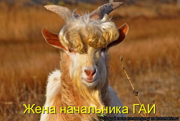 Котоматрица: Жена начальника ГАИ