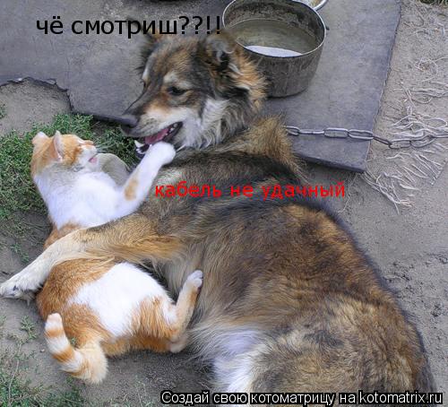 Котоматрица: чё смотриш??!! кабель не удачный