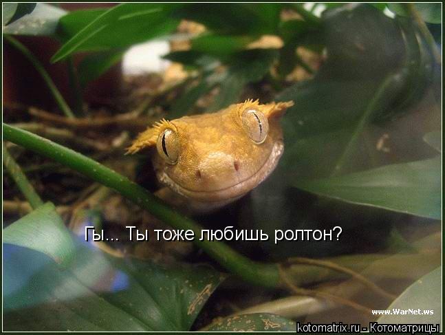 Котоматрица: Гы... Ты тоже любишь ролтон?