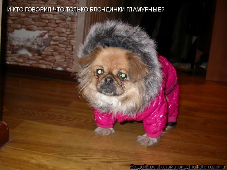 Котоматрица: И КТО ГОВОРИЛ ЧТО ТОЛЬКО БЛОНДИНКИ ГЛАМУРНЫЕ? И КТО ГОВОРИЛ ЧТО ТОЛЬКО БЛОНДИНКИ ГЛАМУРНЫЕ?