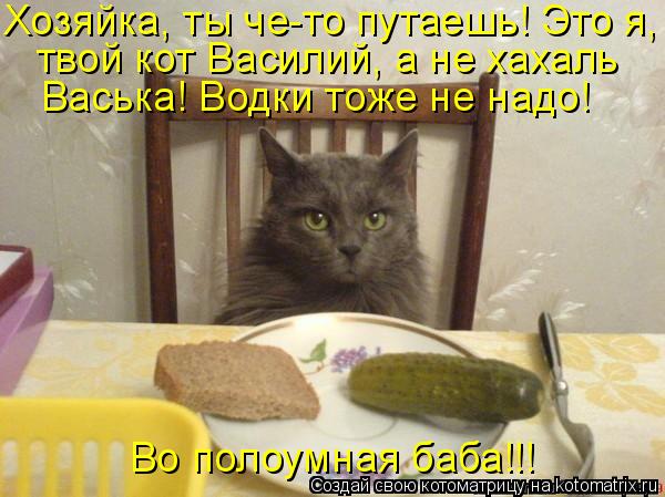 Котоматрица: Хозяйка, ты че-то путаешь! Это я, твой кот Василий, а не хахаль Васька! Водки тоже не надо! Во полоумная баба!!!