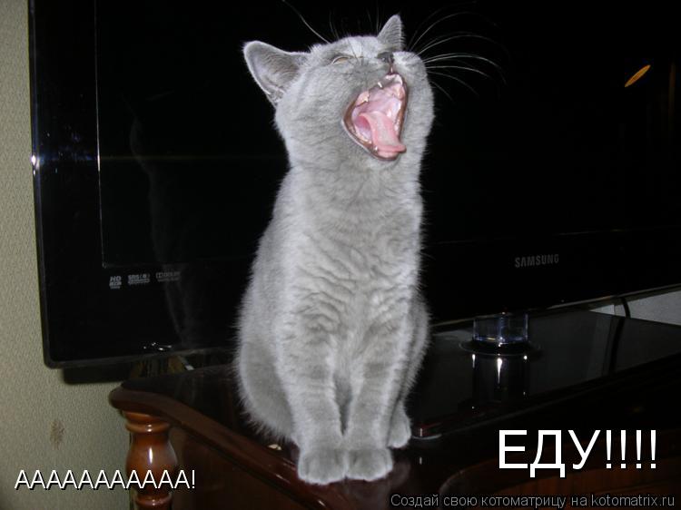 Котоматрица: ААААААААААА! ЕДУ!!!!
