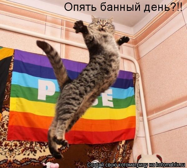 Котоматрица: Опять банный день?!!