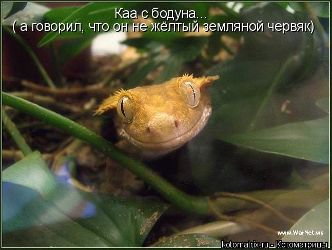Котоматрица: Каа с бодуна... ( а говорил, что он не жёлтый земляной червяк)