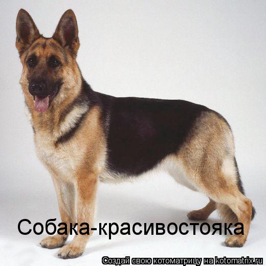 Котоматрица: Собака-красивостояка